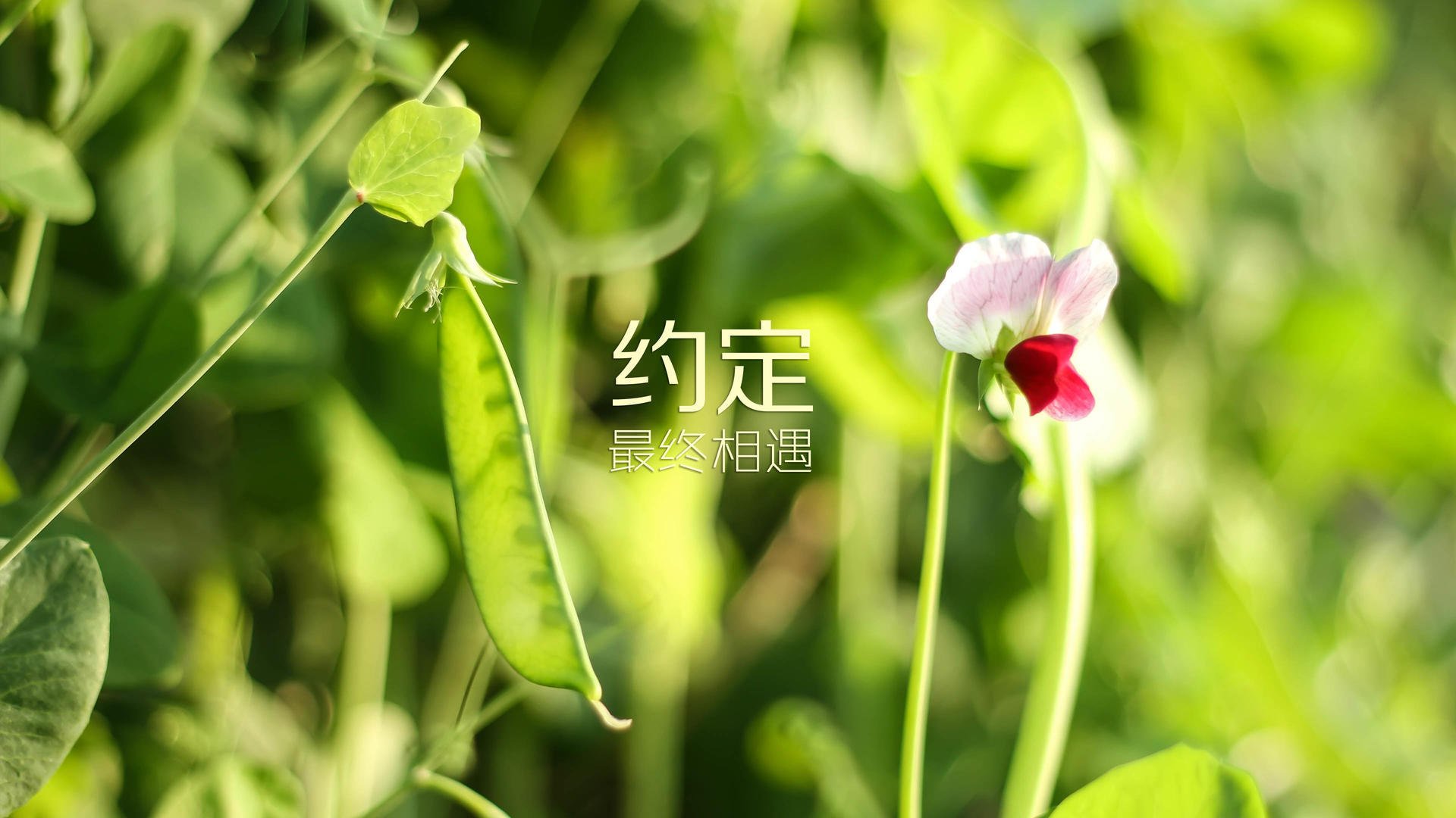 埃及国家德比的裁判选择引发讨论，德比的意义