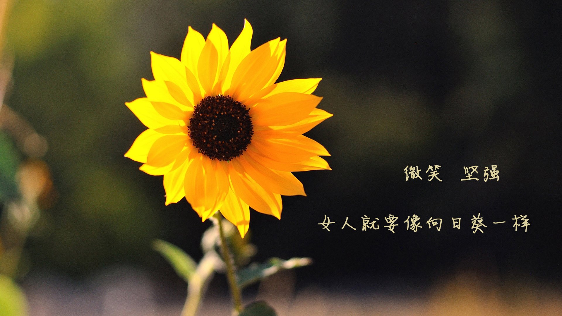 赛后评分系统更精细为教练调整阵容提供量化支持依据，教练在赛后分析会