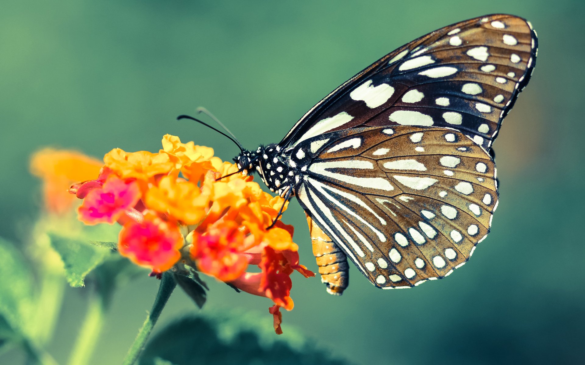 黄蜂发布球队新口号强调拼搏与专注，黄蜂队 口号